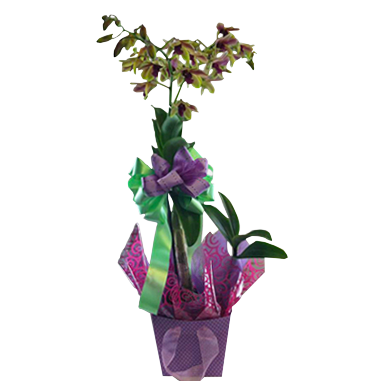 Gift Wrapped Orchids