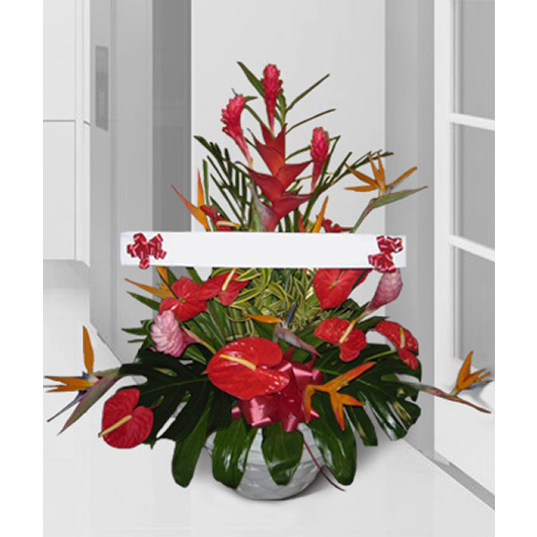 Tropical Sympathy