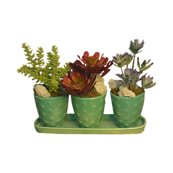 Permanent Succulents