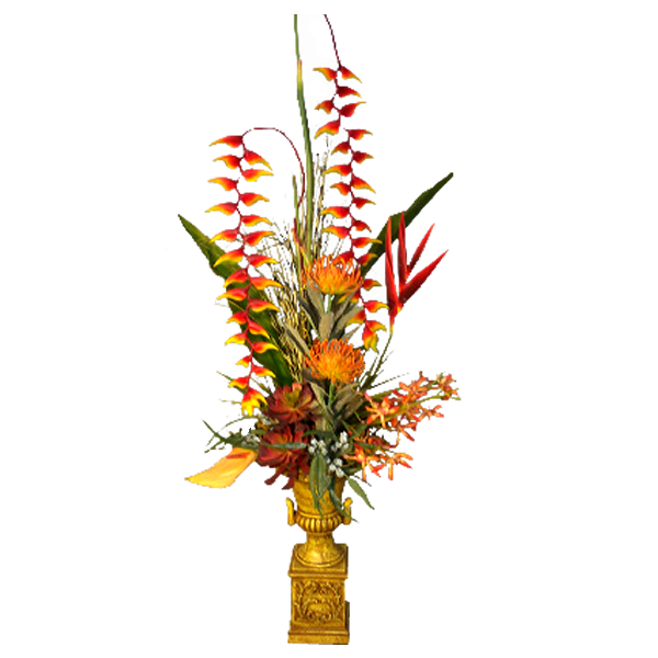 Helaconia & More