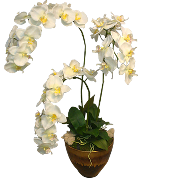 Permanent Phalaenopsis