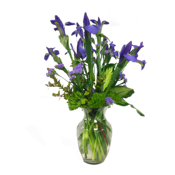 Intriguing Iris