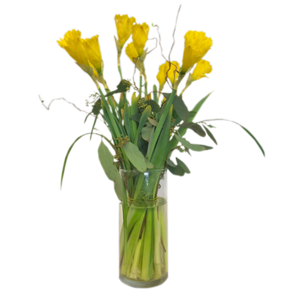 Dashing Daffodils