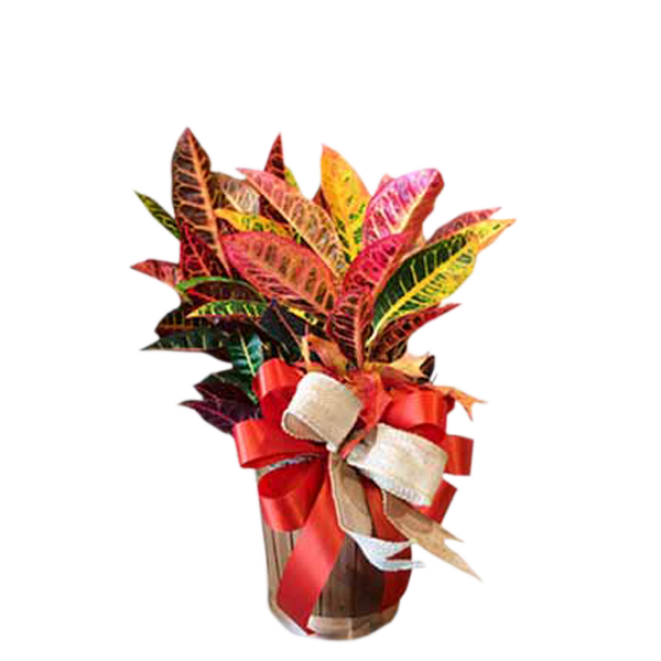 Fall Croton