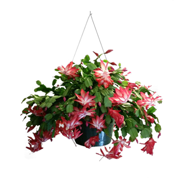 Christmas Cactus