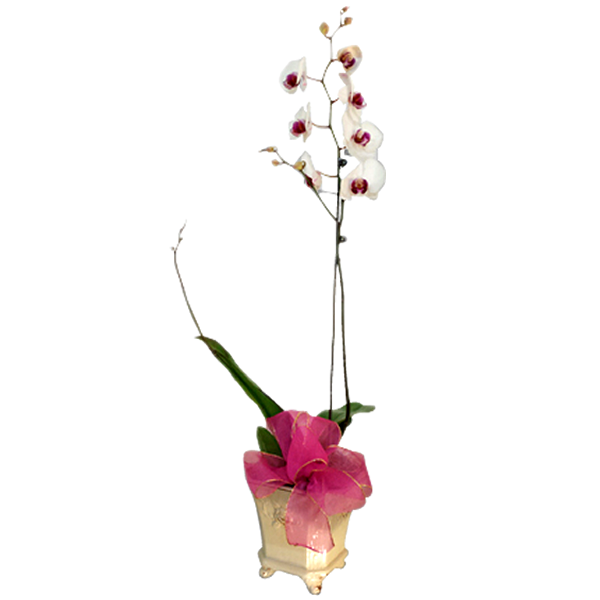 Phalaenopsis Orchid Plant