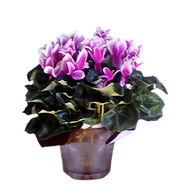 Cyclamen Plant
