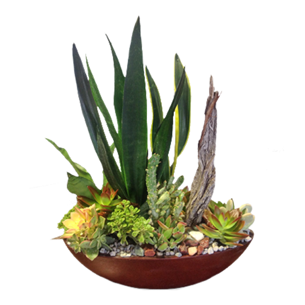 Classy Succulent Garden
