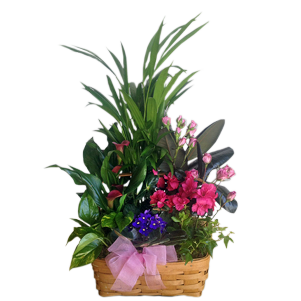 Garden of Blooms