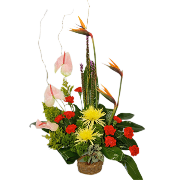 Elegant Tropical