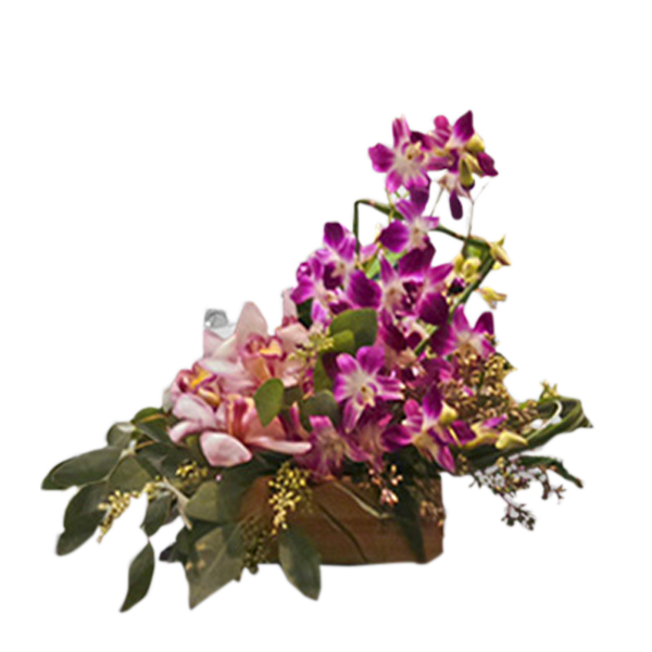Orchid Delight