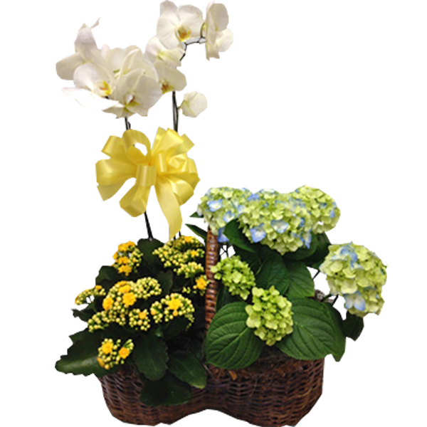 Blooming Garden