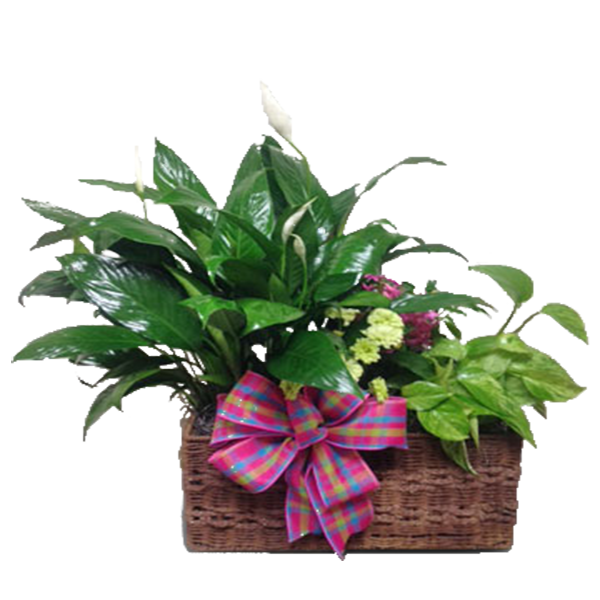 European Planter