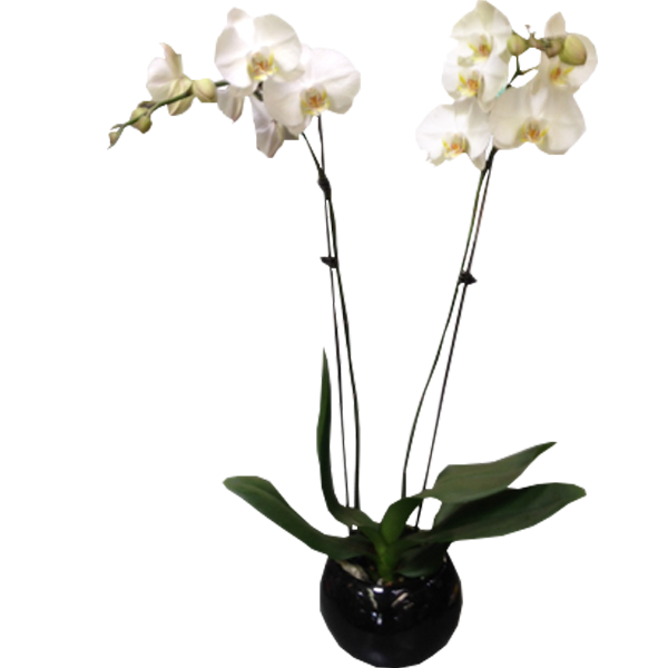 A Phaelaenopsis Orchid