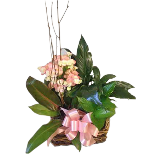 Blooming Planter Combo