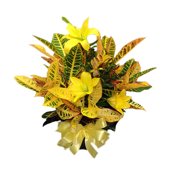 Croton With Fresh