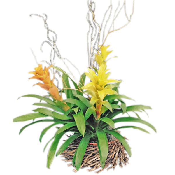 Tropical Bromeliads