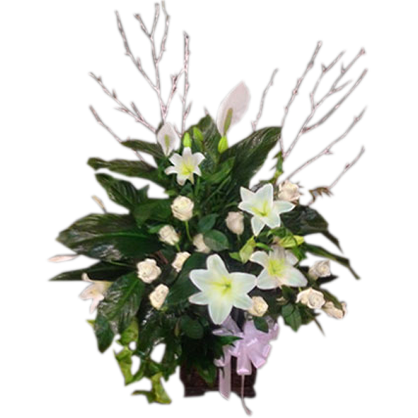 Floral Peace Lily