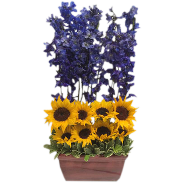 Sheltered Sunflowers