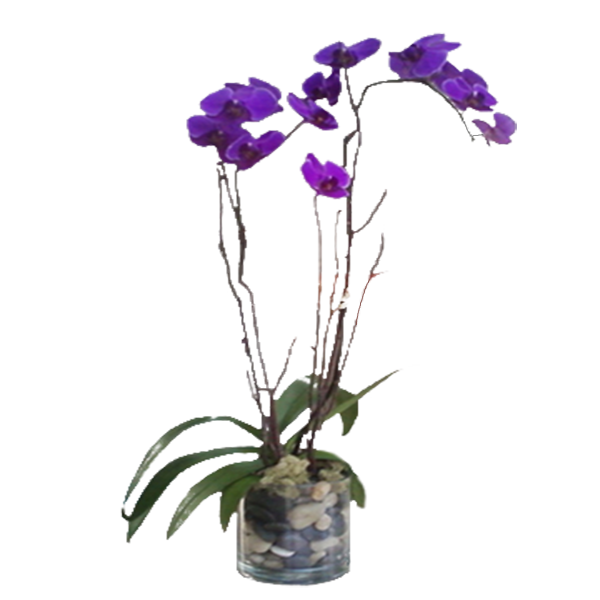 Purple Phalaenopsis Orchid
