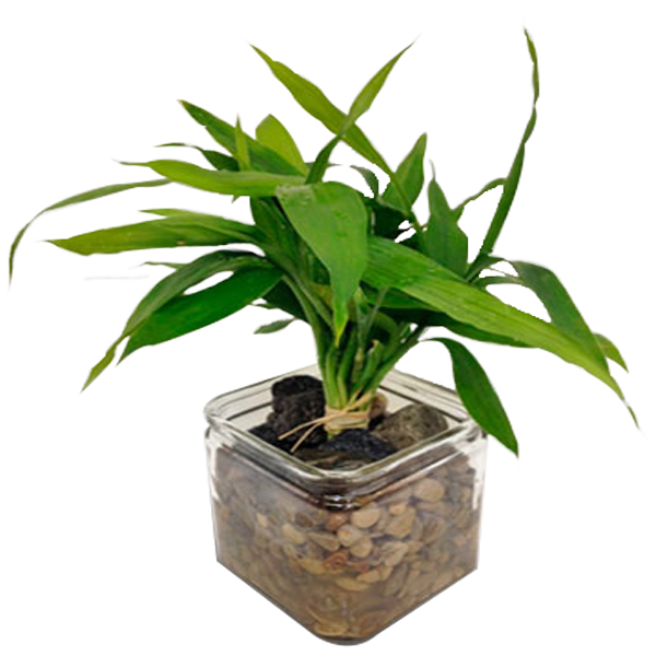 Lucky Bamboo