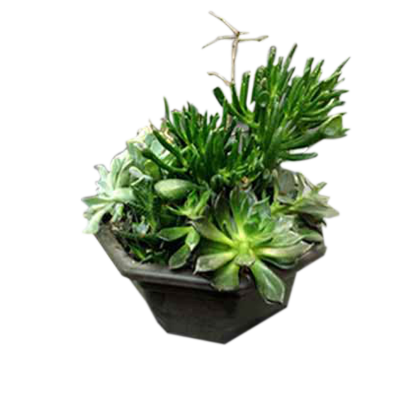 A Garden of Succulent Plants