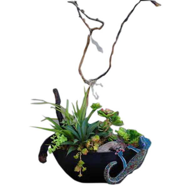 Chameleon Succulents