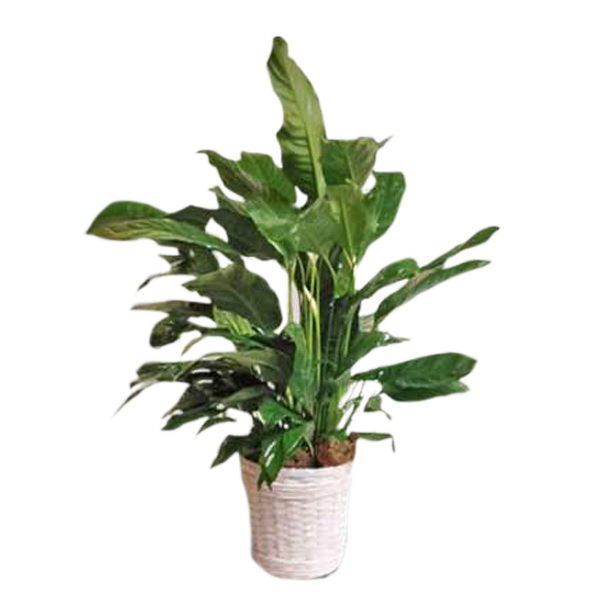 Peaceful Peace Lily