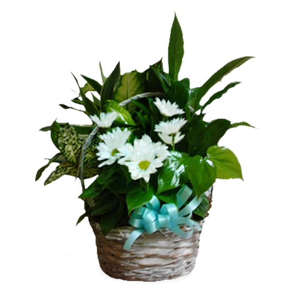 Dish with Daisies