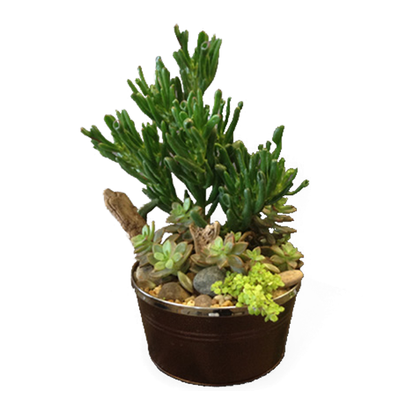 Succulent Garden