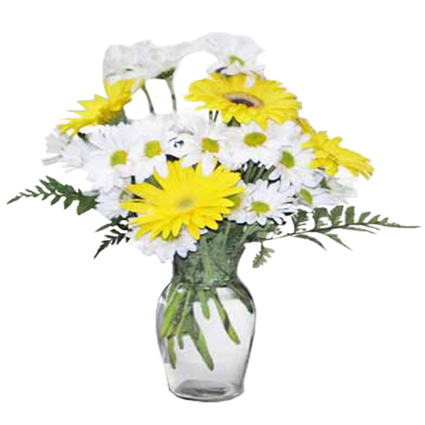 Daisies In The Sun