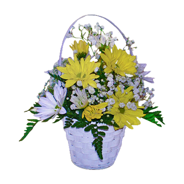 Daisy Sunshine