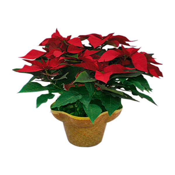 Pointsettia Plant