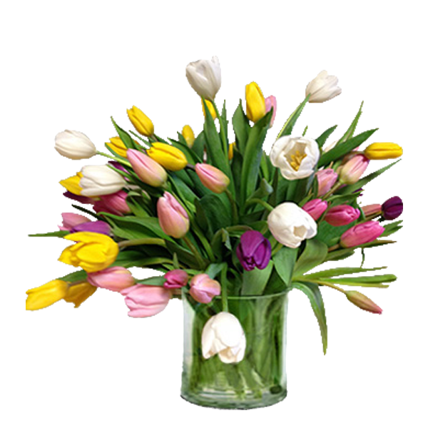 Tulips