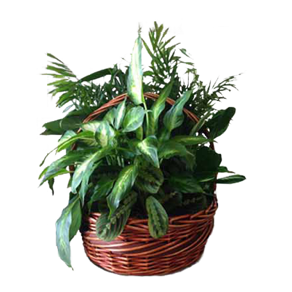 Garden in a Basket