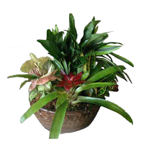 Bromeliad Garden