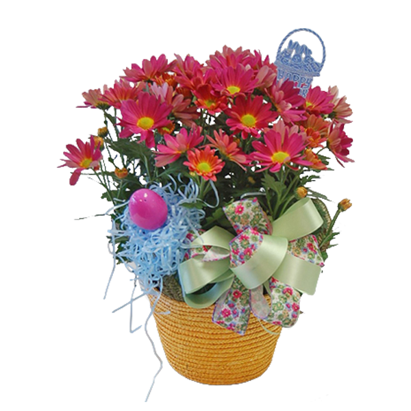 Easter Mum