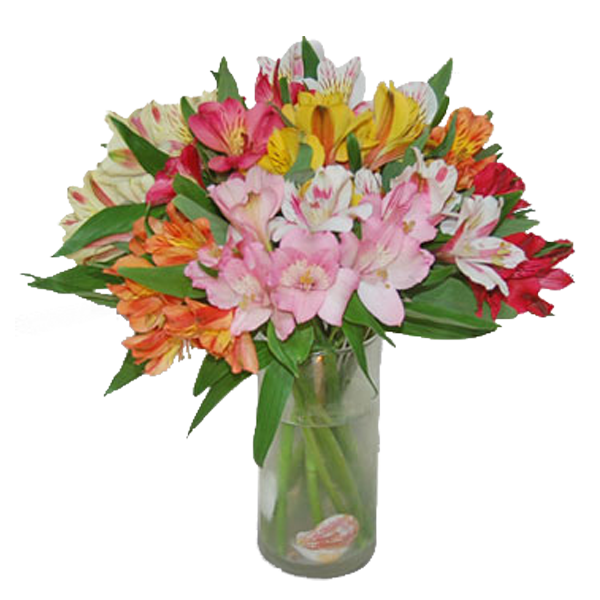 Colorful Alstroemeria