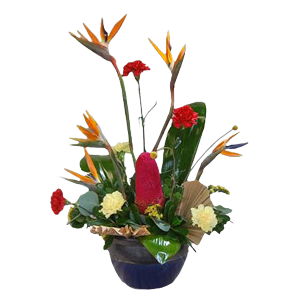 Bold Protea