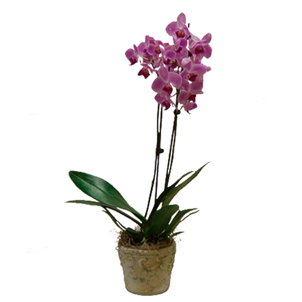 Potted Purple Phalaenopsis