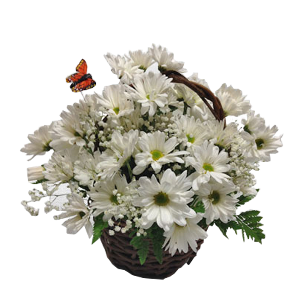 Daisy Blooms