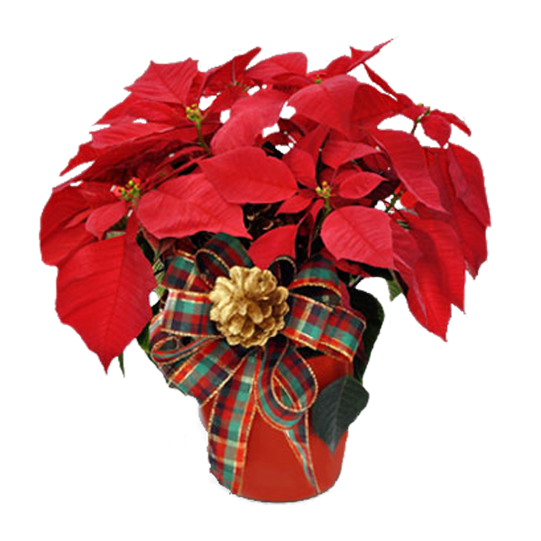 Poinsettia in Plaid